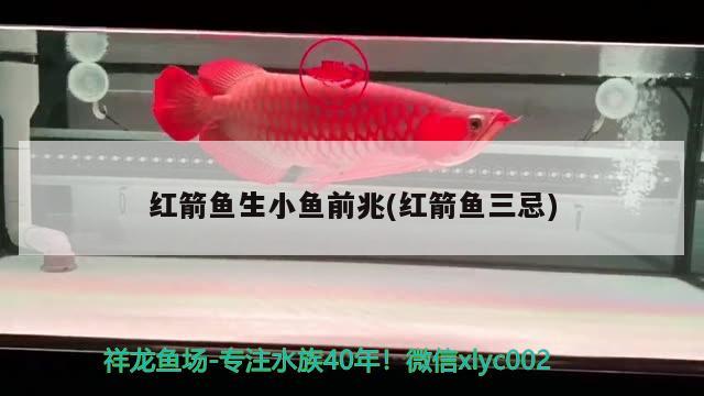 紅箭魚(yú)生小魚(yú)前兆(紅箭魚(yú)三忌) 觀賞魚(yú)