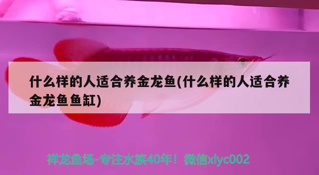 什么樣的人適合養(yǎng)金龍魚(什么樣的人適合養(yǎng)金龍魚魚缸) 祥龍水族護理水