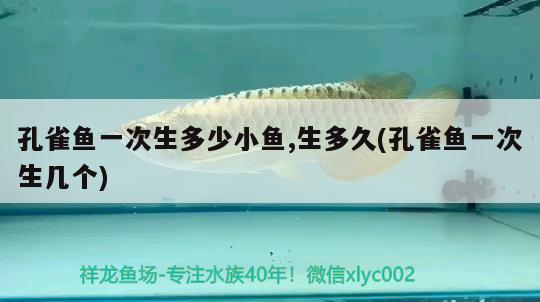 孔雀魚一次生多少小魚,生多久(孔雀魚一次生幾個)