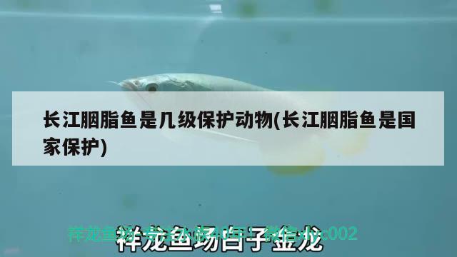 長江胭脂魚是幾級保護(hù)動(dòng)物(長江胭脂魚是國家保護(hù))