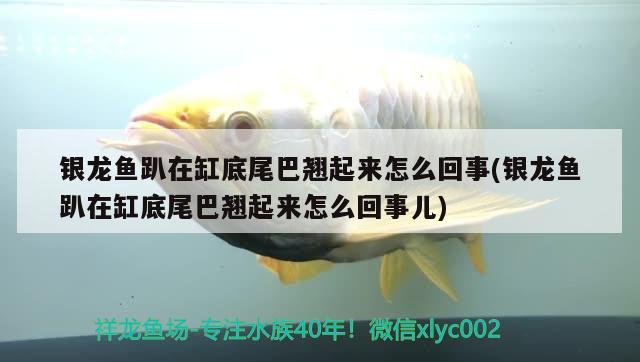 銀龍魚趴在缸底尾巴翹起來怎么回事(銀龍魚趴在缸底尾巴翹起來怎么回事兒)