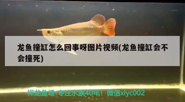 龍魚撞缸怎么回事呀圖片視頻(龍魚撞缸會(huì)不會(huì)撞死) BD魟魚