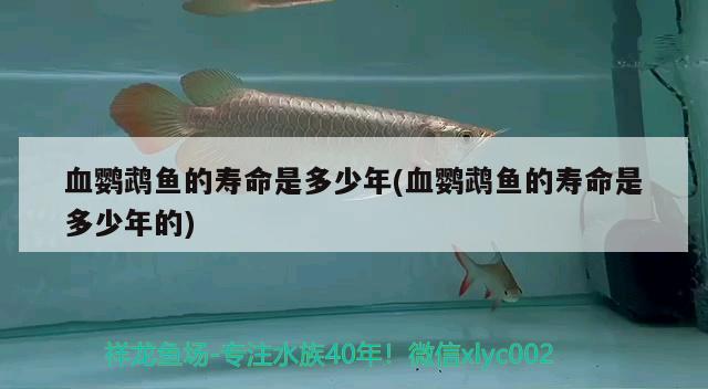 血鸚鵡魚的壽命是多少年(血鸚鵡魚的壽命是多少年的)