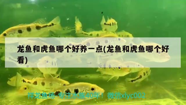 龍魚(yú)和虎魚(yú)哪個(gè)好養(yǎng)一點(diǎn)(龍魚(yú)和虎魚(yú)哪個(gè)好看)