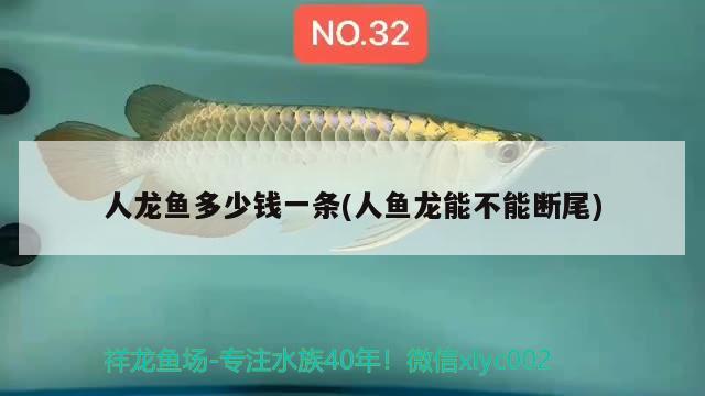 人龍魚多少錢一條(人魚龍能不能斷尾) 暹羅巨鯉