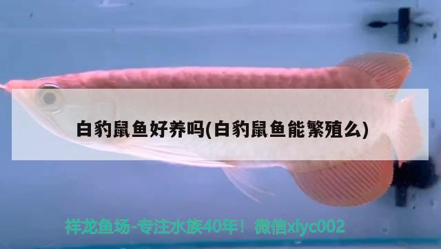 白豹鼠魚好養(yǎng)嗎(白豹鼠魚能繁殖么) 觀賞魚