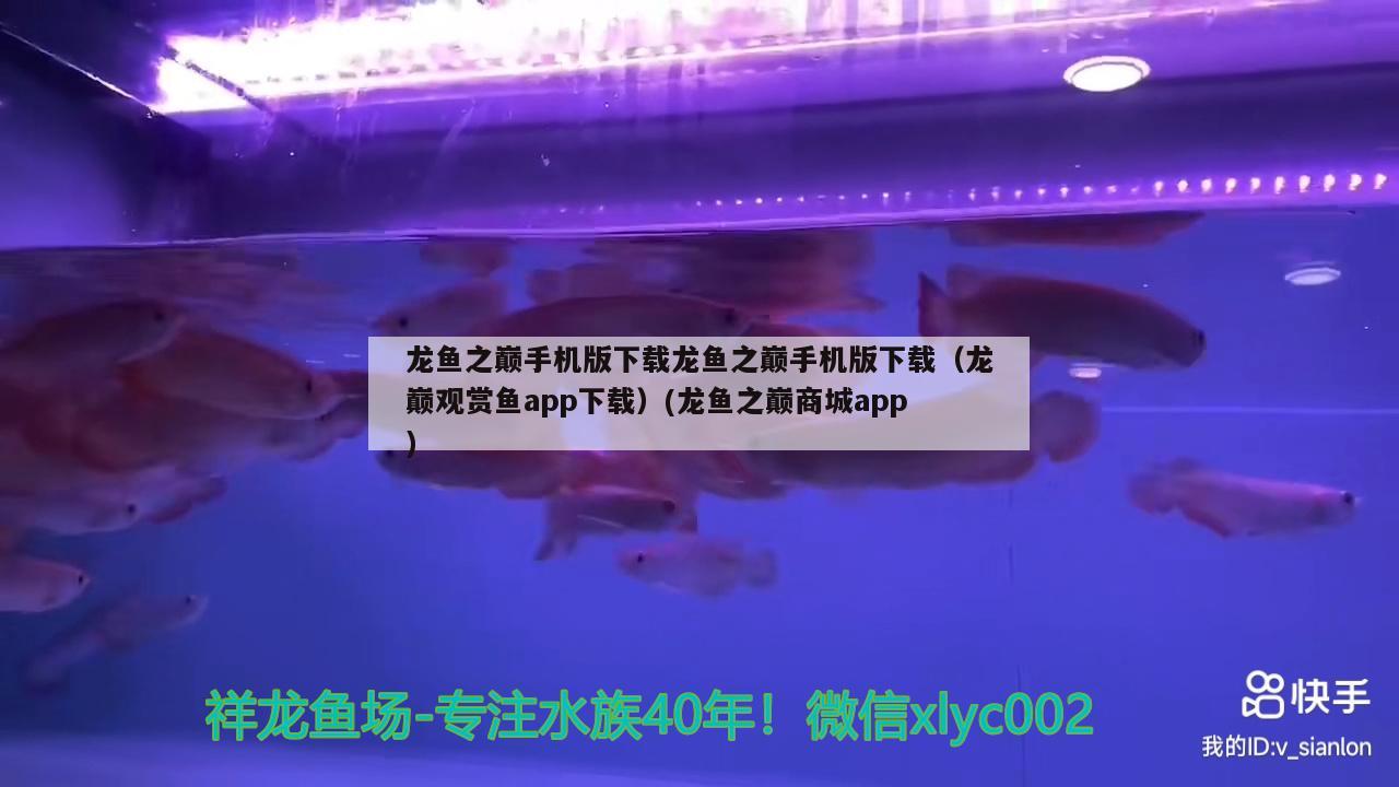 龍魚之巔手機(jī)版下載龍魚之巔手機(jī)版下載（龍巔觀賞魚app下載）(龍魚之巔商城app) 國產(chǎn)元寶鳳凰魚