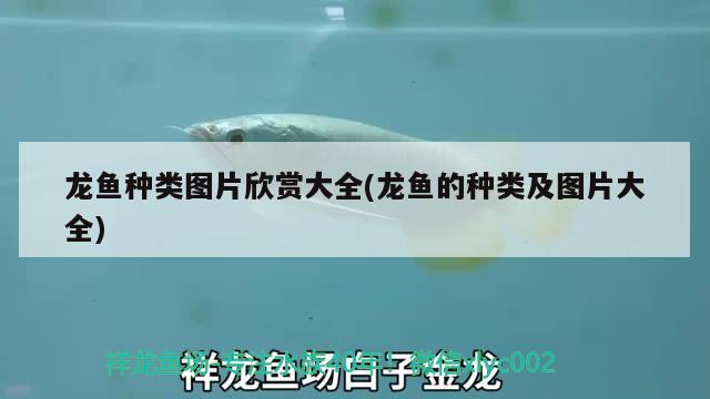 龍魚(yú)種類(lèi)圖片欣賞大全(龍魚(yú)的種類(lèi)及圖片大全) 定時(shí)器/自控系統(tǒng)