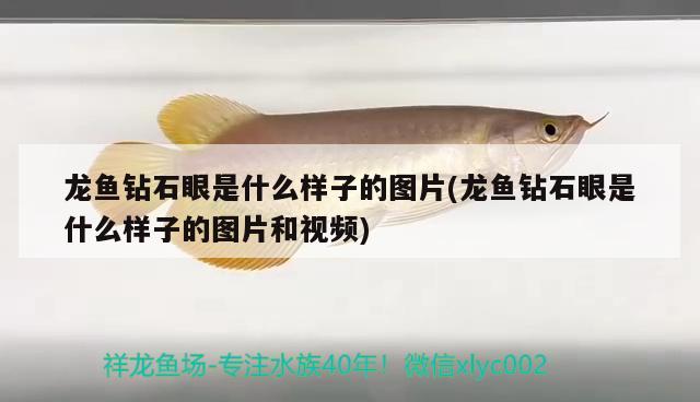 龍魚鉆石眼是什么樣子的圖片(龍魚鉆石眼是什么樣子的圖片和視頻) 玫瑰銀版魚