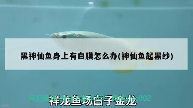 黑神仙魚(yú)身上有白膜怎么辦(神仙魚(yú)起黑紗) 觀賞魚(yú)