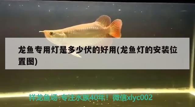 龍魚專用燈是多少伏的好用(龍魚燈的安裝位置圖)