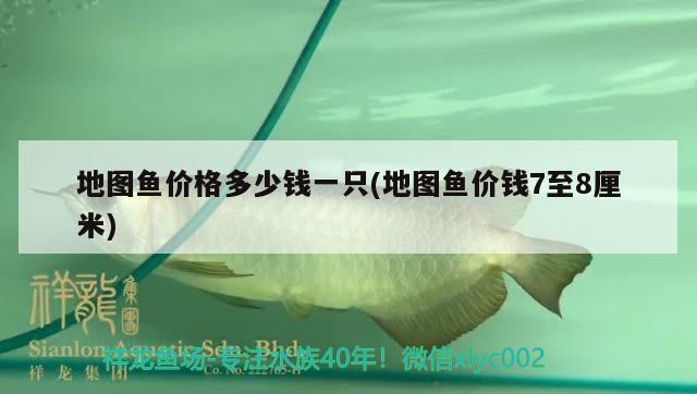 地圖魚價(jià)格多少錢一只(地圖魚價(jià)錢7至8厘米)