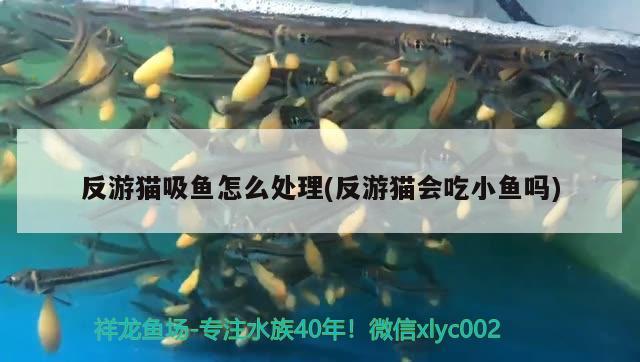 反游貓吸魚怎么處理(反游貓會(huì)吃小魚嗎)