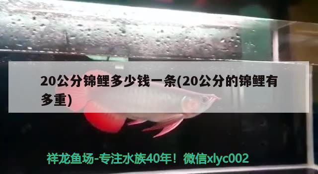 20公分錦鯉多少錢一條(20公分的錦鯉有多重) 觀賞魚