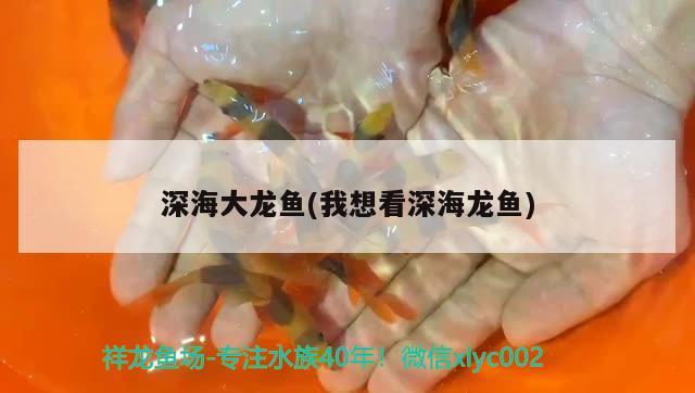 深海大龍魚(我想看深海龍魚)