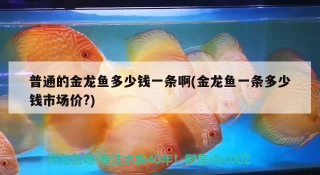 普通的金龍魚多少錢一條啊(金龍魚一條多少錢市場(chǎng)價(jià)?) 紅龍福龍魚