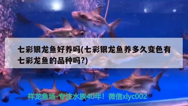 七彩銀龍魚好養(yǎng)嗎(七彩銀龍魚養(yǎng)多久變色有七彩龍魚的品種嗎?)