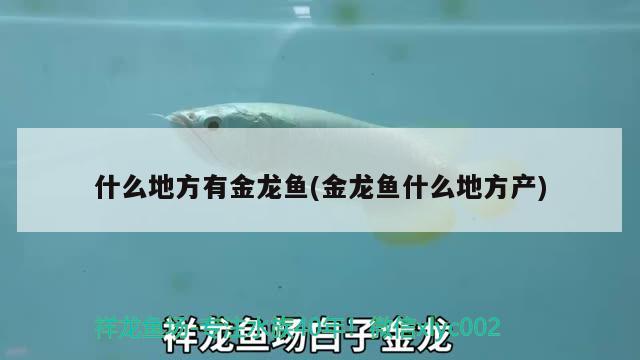 什么地方有金龍魚(金龍魚什么地方產(chǎn))