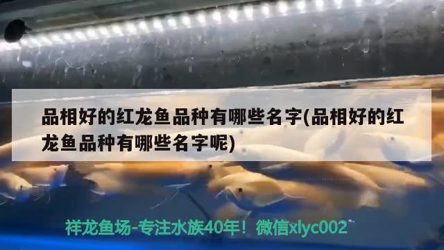 品相好的紅龍魚品種有哪些名字(品相好的紅龍魚品種有哪些名字呢)