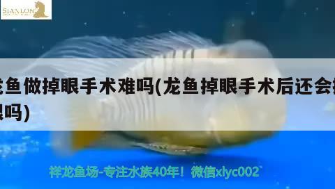 龍魚做掉眼手術(shù)難嗎(龍魚掉眼手術(shù)后還會掉眼嗎)