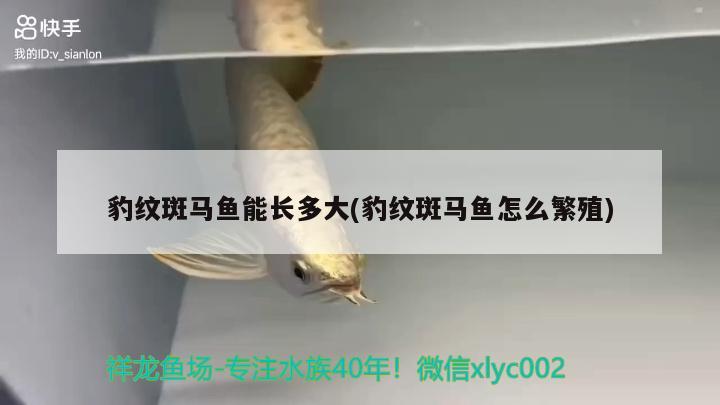 豹紋斑馬魚能長多大(豹紋斑馬魚怎么繁殖)