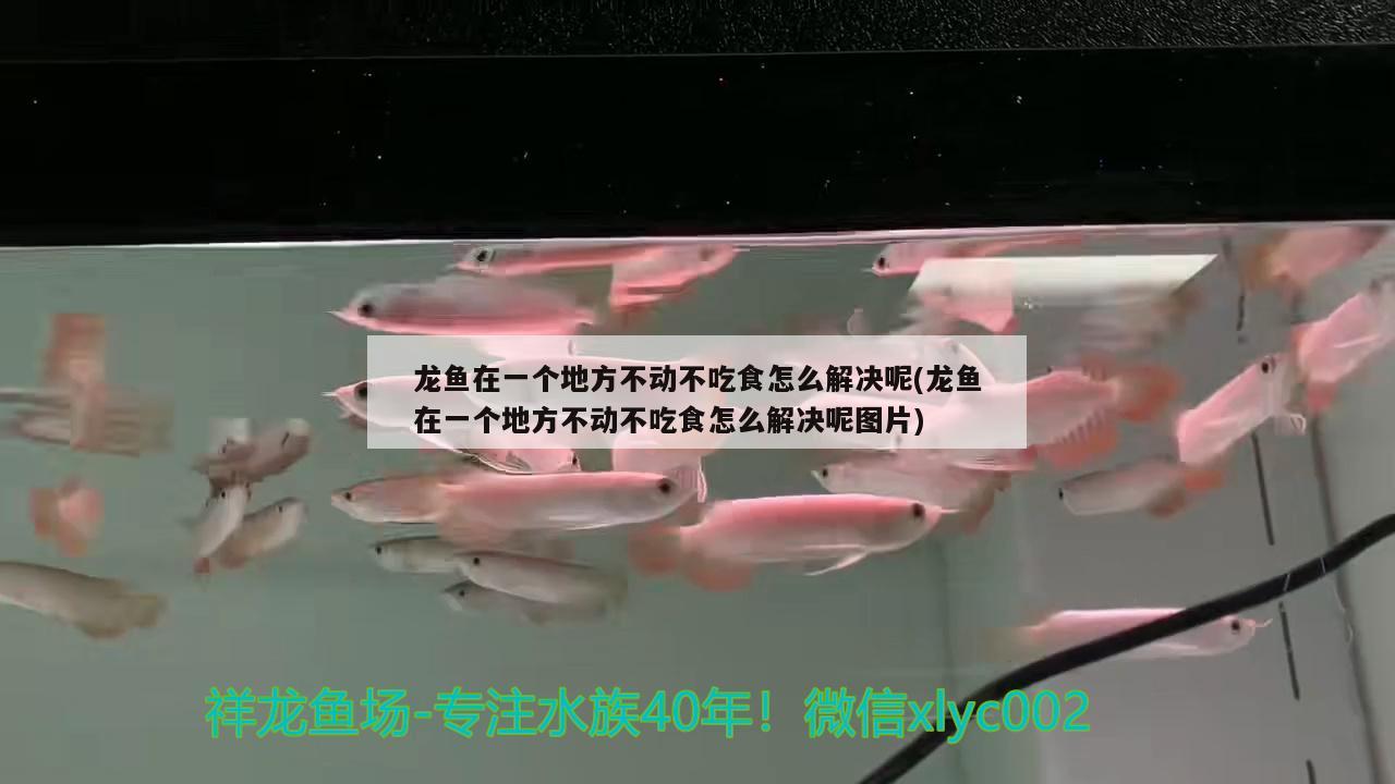 龍魚在一個地方不動不吃食怎么解決呢(龍魚在一個地方不動不吃食怎么解決呢圖片)