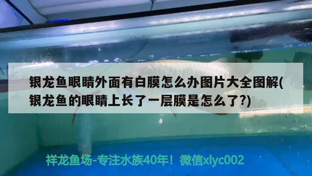 銀龍魚眼睛外面有白膜怎么辦圖片大全圖解(銀龍魚的眼睛上長了一層膜是怎么了?) 銀龍魚百科