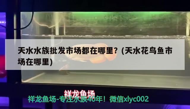 天水水族批發(fā)市場都在哪里？(天水花鳥魚市場在哪里) 觀賞魚水族批發(fā)市場