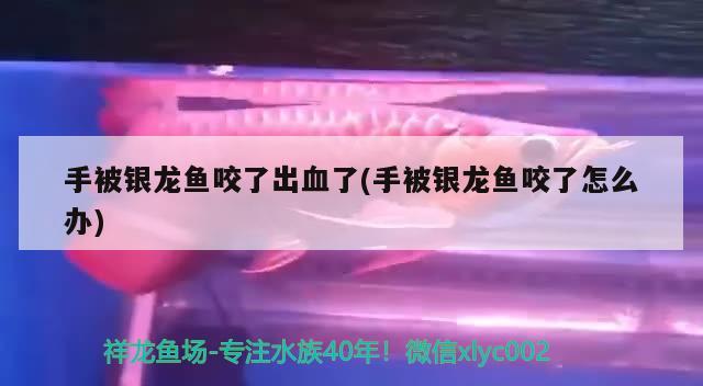 手被銀龍魚咬了出血了(手被銀龍魚咬了怎么辦)