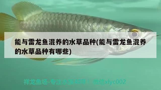 能與雷龍魚(yú)混養(yǎng)的水草品種(能與雷龍魚(yú)混養(yǎng)的水草品種有哪些) 水草