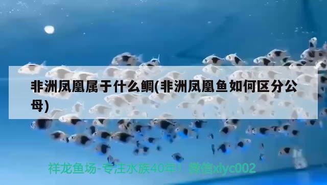 非洲鳳凰屬于什么鯛(非洲鳳凰魚如何區(qū)分公母)