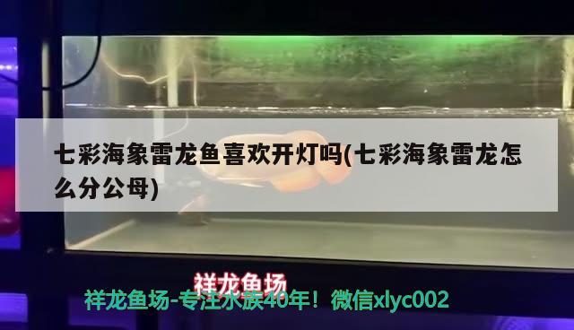 七彩海象雷龍魚喜歡開燈嗎(七彩海象雷龍?jiān)趺捶止? 大湖紅龍魚