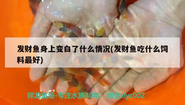 發(fā)財(cái)魚身上變白了什么情況(發(fā)財(cái)魚吃什么飼料最好)