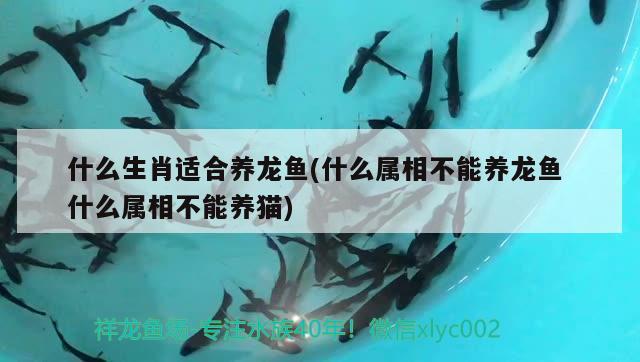 什么生肖適合養(yǎng)龍魚(yú)(什么屬相不能養(yǎng)龍魚(yú)什么屬相不能養(yǎng)貓)