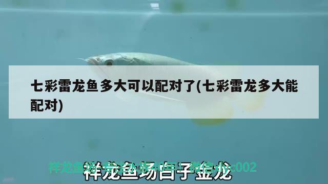 七彩雷龍魚多大可以配對了(七彩雷龍多大能配對) 純血皇冠黑白魟魚