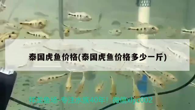 泰國虎魚價格(泰國虎魚價格多少一斤)