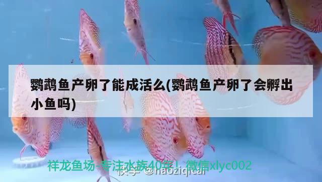 鸚鵡魚(yú)產(chǎn)卵了能成活么(鸚鵡魚(yú)產(chǎn)卵了會(huì)孵出小魚(yú)嗎)