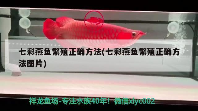 七彩燕魚繁殖正確方法(七彩燕魚繁殖正確方法圖片) 觀賞魚