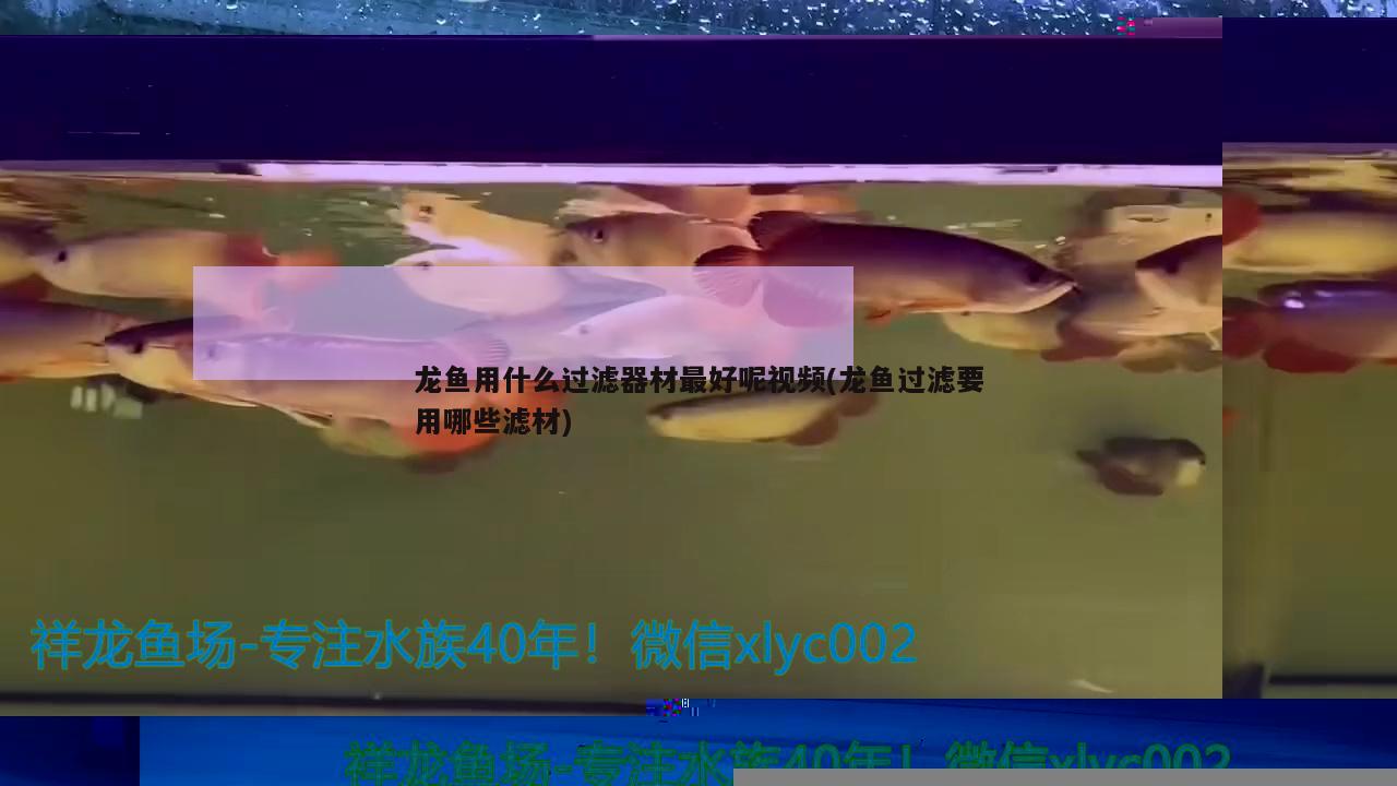 龍魚用什么過(guò)濾器材最好呢視頻(龍魚過(guò)濾要用哪些濾材)