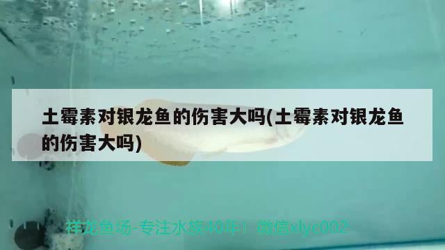 土霉素對(duì)銀龍魚的傷害大嗎(土霉素對(duì)銀龍魚的傷害大嗎)