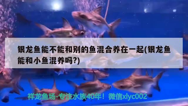 銀龍魚能不能和別的魚混合養(yǎng)在一起(銀龍魚能和小魚混養(yǎng)嗎?) 銀龍魚百科