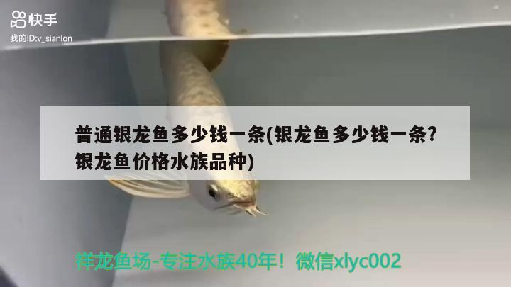 普通銀龍魚多少錢一條(銀龍魚多少錢一條?銀龍魚價(jià)格水族品種)