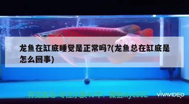 龍魚在缸底睡覺是正常嗎?(龍魚總在缸底是怎么回事)