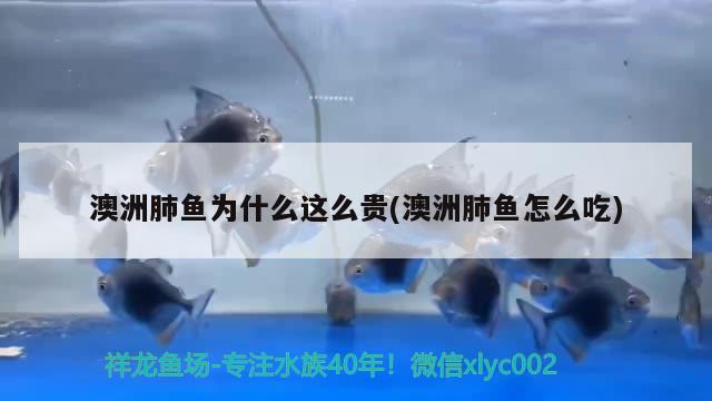 澳洲肺魚為什么這么貴(澳洲肺魚怎么吃)