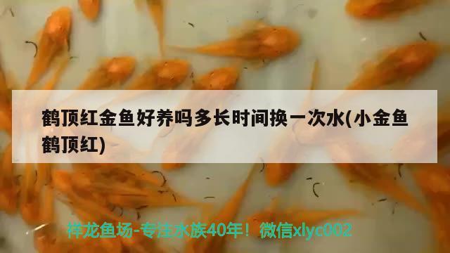 鶴頂紅金魚好養(yǎng)嗎多長(zhǎng)時(shí)間換一次水(小金魚鶴頂紅)