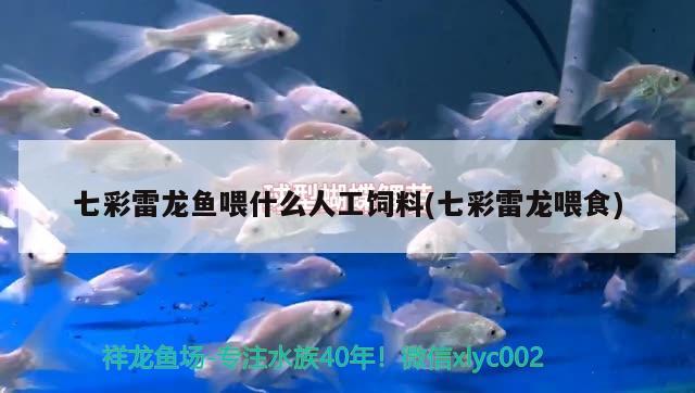 七彩雷龍魚喂什么人工飼料(七彩雷龍喂食)