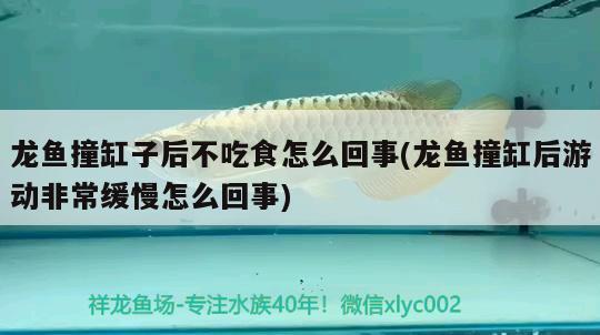 龍魚撞缸子后不吃食怎么回事(龍魚撞缸后游動非常緩慢怎么回事) 養(yǎng)魚知識