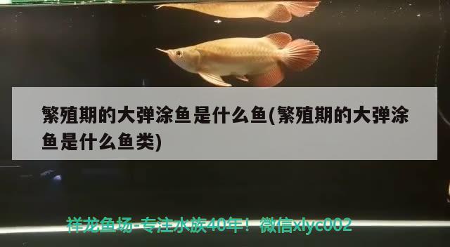 繁殖期的大彈涂魚是什么魚(繁殖期的大彈涂魚是什么魚類)