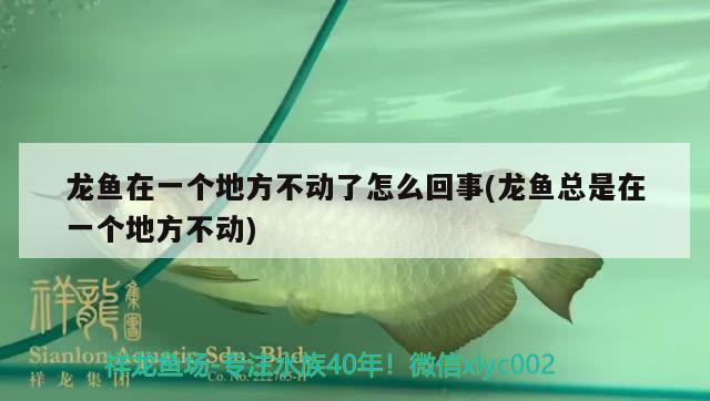 龍魚(yú)在一個(gè)地方不動(dòng)了怎么回事(龍魚(yú)總是在一個(gè)地方不動(dòng))