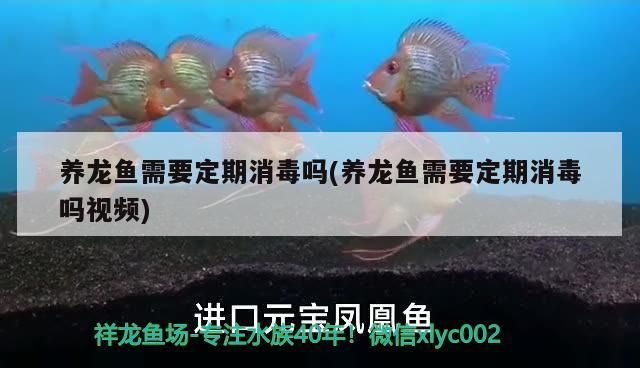 養(yǎng)龍魚需要定期消毒嗎(養(yǎng)龍魚需要定期消毒嗎視頻)